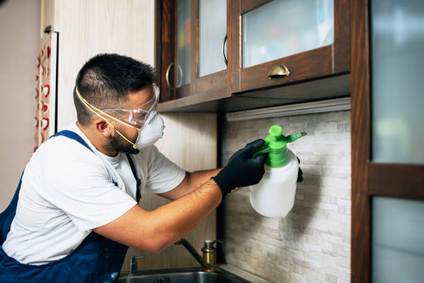Professional Pest Control in Romeoville, IL
