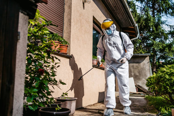 Best Flea Control Services  in Romeovle, IL
