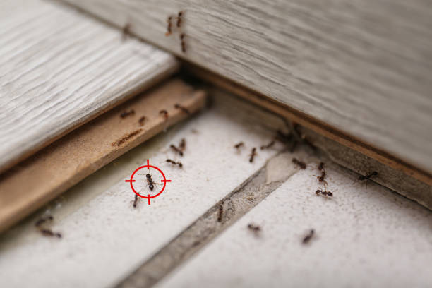 Best Pest Control Near Me  in Romeovle, IL