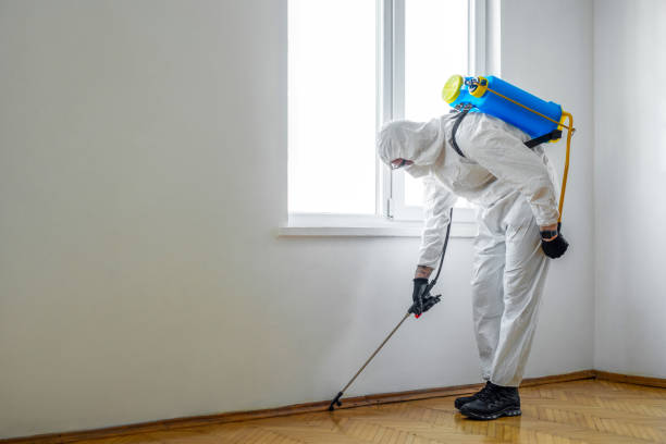 Trusted Romeoville, IL Pest Control Experts