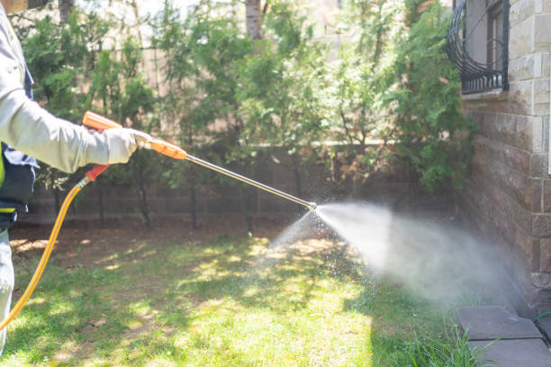 Best Wasp Removal Services  in Romeovle, IL
