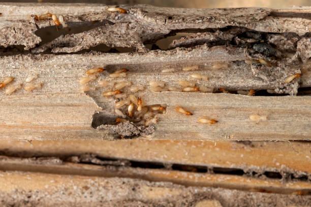 Best Emergency Pest Control  in Romeovle, IL