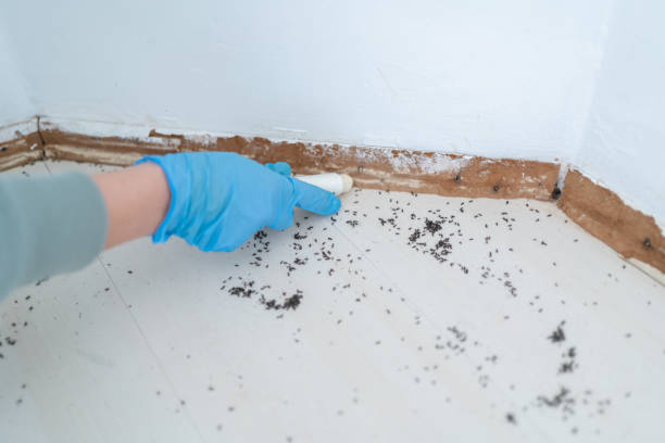  Romeovle, IL Pest Control Pros